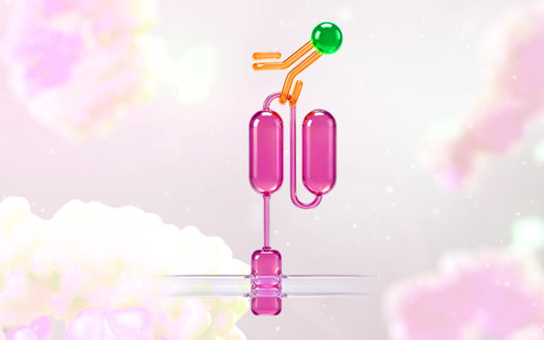 Anti-G4S Linker Antibody for CAR-T Detection: Mechanism and Applications